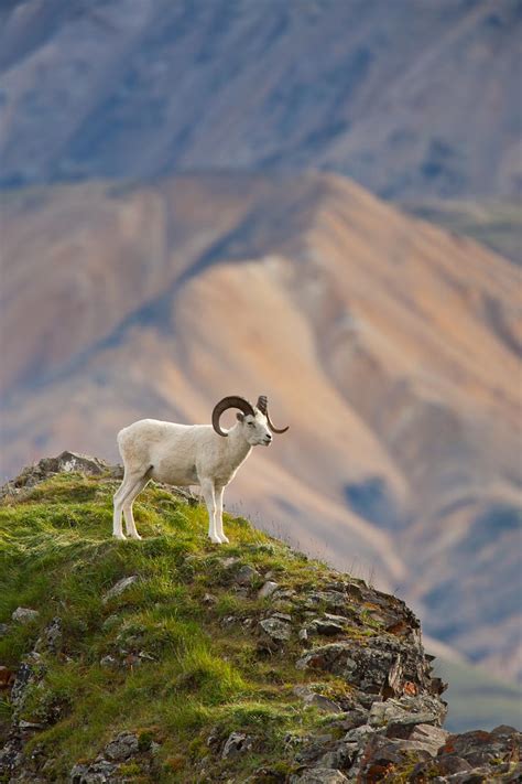 Dall Sheep Denali National Park Alaskaphotographics