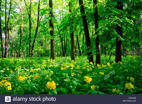 Beautiful Green Forest Landscape In Summer Nature Scenery