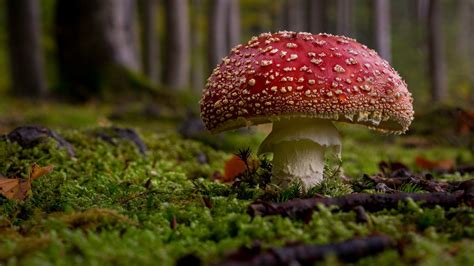 Autumn Colors King Of Mushrooms Majestic Fly Agaric