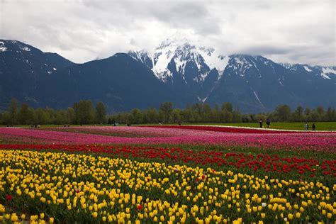 Travel Stories Tulips Of The Valley
