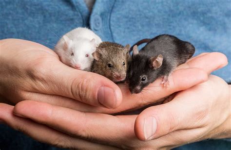 Keeping Pet Mice