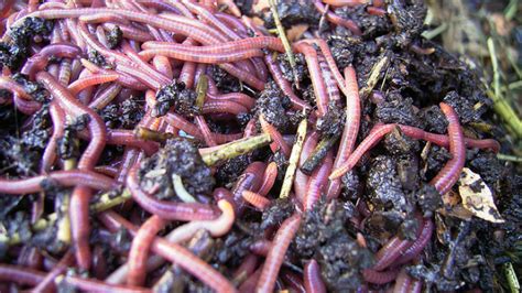 What Do Baby Worms Look Like Katynel