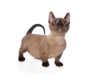 Interestingly enough, a munchkin cat from california has been recognized as the shortest living cat in the world, standing at only five and a quarter find munchkin kittens for sale near me. Munchkin Kittens For Sale In California