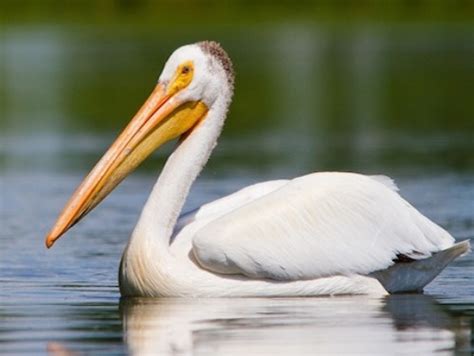 10 Interesting Pelican Facts My Interesting Facts