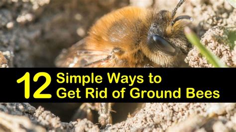 12 Simple Ways To Get Rid Of Ground Bees