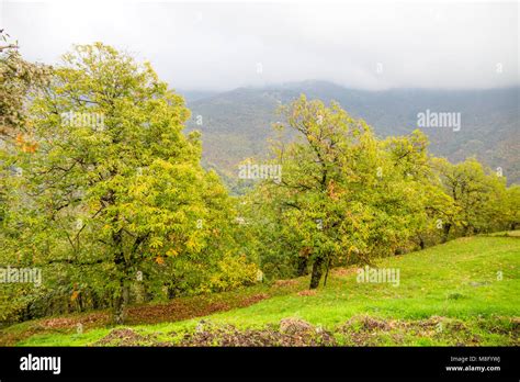 Chestnut Trees In Autumn Stock Photo Alamy