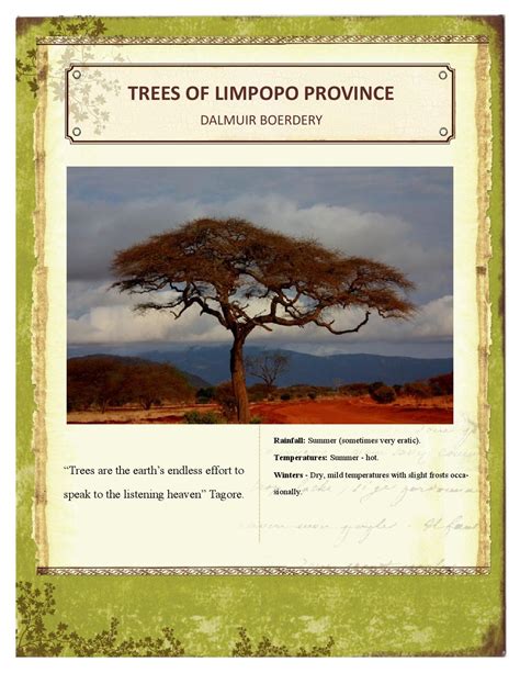 trees of limpopo by hdebeer issuu