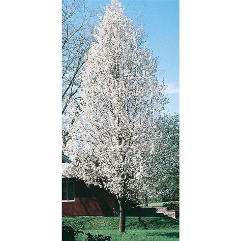 55 Gallon Cleveland Select Flowering Pear Flowering Tree L5397