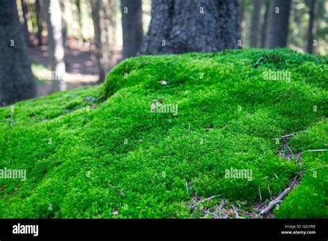 Wald Moos Frisches Grünes Moos In Der Natur Stockfotografie Alamy