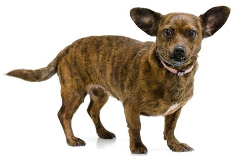 Dachshund Chihuahua Mix Chiweenie Facts And Breed Information
