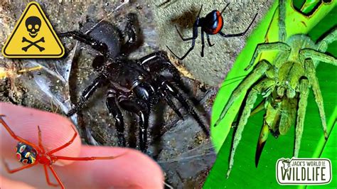 Top 5 Most Dangerous Spiders Ive Found Youtube