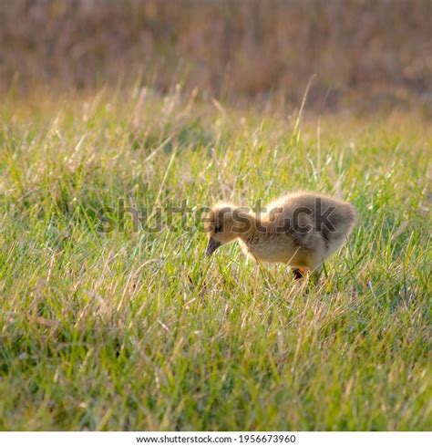 Grey Goose Baby Meadow Stock Photo 1956673960 Shutterstock
