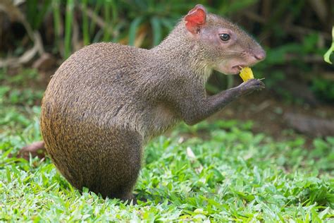 The Agouti And The Paca Rodents Of South America Pethelpful