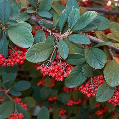 Maybe you would like to learn more about one of these? Cotoneaster latteus 40cm Standard | Shrubs | Boyne Garden ...