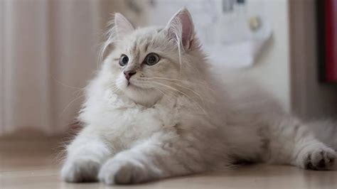 Siberian cats and siberian kittens from kravchenko siberians of florida a siberian cat breeder, hypoallergenic cat with a dogs personality, affectionate, loyal and loving companions from a top. Siberian - Price, Personality, Lifespan