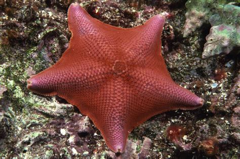 Bat Star Free Photo Download Freeimages
