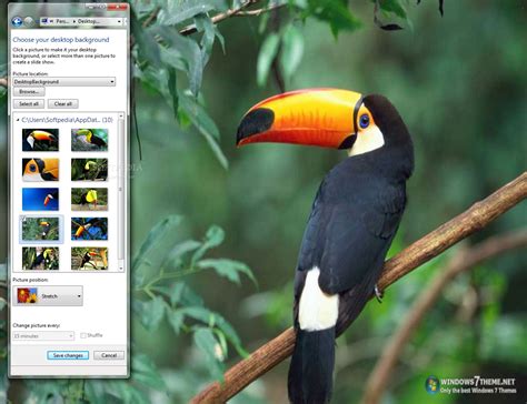 Download Toucan Bird Windows 7 Theme 1.0