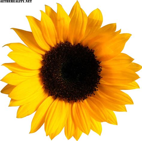 Common Sunflower Image Sticker Clip Art Flower Png Download 1000