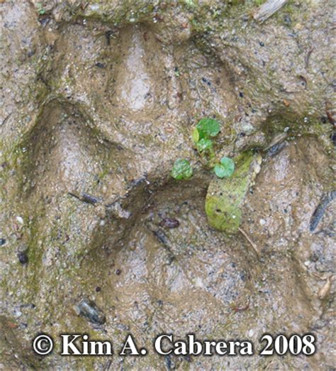 A skillful tracker is one who can effortlessly discern the type of animal with minimal spoor. Animal Tracks - Bobcat (Lynx rufus - formerly Felis rufus)