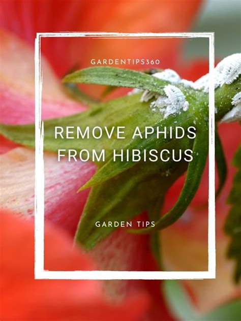 How To Get Rid Of Aphids On Hibiscus How To Aphids