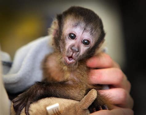 Baby Animals Cutest Baby Animals In The Animal Kingdom Pet Monkey