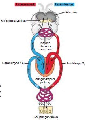 Alveolus inilah yang didalamnya akan terjadi pertukaran gas dalam tubuh. Proses Mekanisme Difusi atau Pertukaran Oksigen dan ...