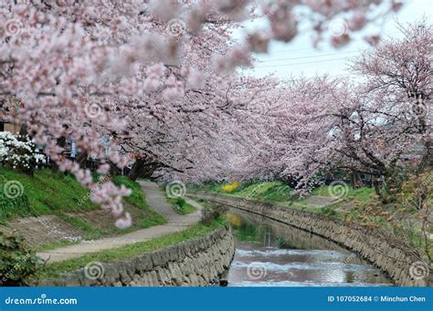 Riverside Walkways Under Beautiful Archways Of Pink Cherry Blossom
