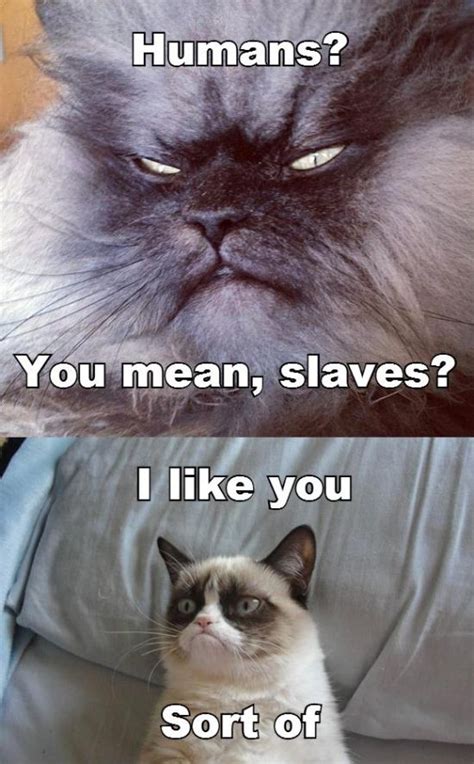 Funny memes, funny grumpy cat memes, dank memes, hilarious memes, grumpy cat memes, funny cat memes, funny images, funny pictures we're going to present grumpy cat memes 2.0 with an updated highly contagious memes collection, which is enough to make you sick, very very. 30 Very Funny Grumpy Cat Meme Pictures And Photos
