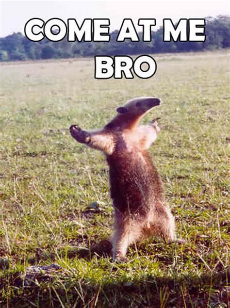 The Most Hilarious “come At Me Bro” Memes 56 Pics 8 S 1 Video