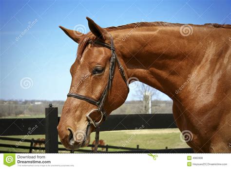 horse  bridle royalty  stock  image