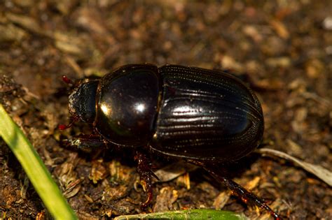 African Black Beetle Cesar Australia