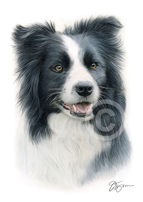 Border collie, dog posted on: Colour pencil drawing of a Border Collie by UK artist Gary ...