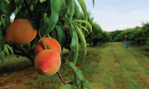 These trees are said to have their origin in china where they have been grown for close to 4,000 years. Peach Tree Care: How to Grow and Care Peaches - Home and ...