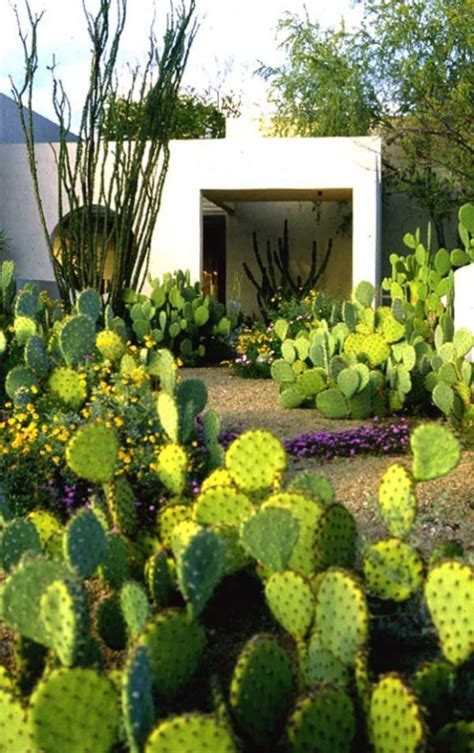 Cactus Landscaping 14 Dry Garden Desert Garden Desert Plants Cacti