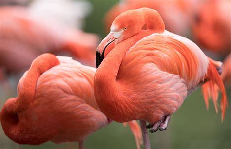 Flamingo At Miller Park Zoo Euthanized After Kid Threw Rock At It Complex