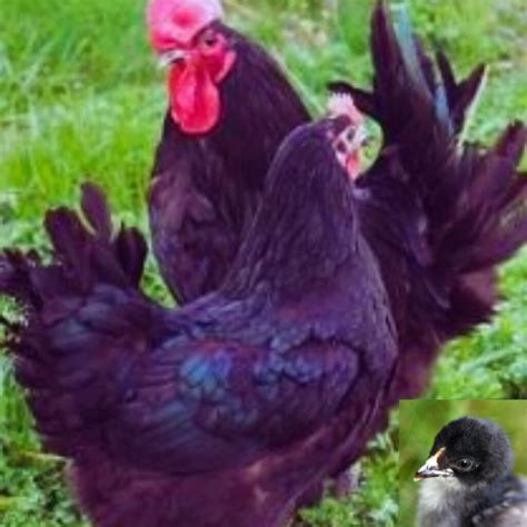 Jersey Black Giant Chickens The Breed For You Gilmores