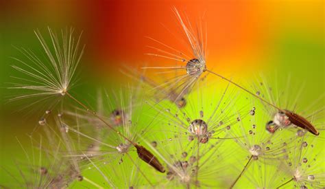 Dandelion Seeds And Water Droplets Free Stock Photo Public Domain Pictures
