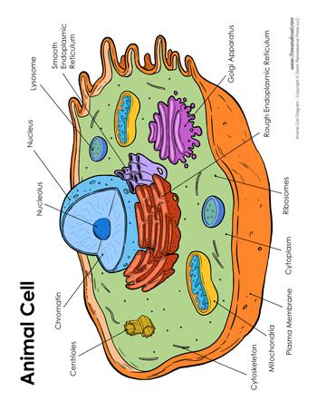 Animal cell simple diagram labeled. Animal Cell Diagram - Labeled - Tim van de Vall