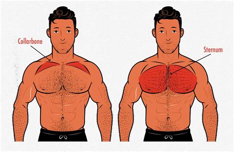 Chest Muscles Anatomy Chest Muscle Group With Upper C