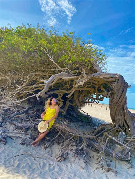 Arvore Da Pregui A Jericoacoara Ce Wood Watch Beautiful Places Travel Photo Shoot Poses