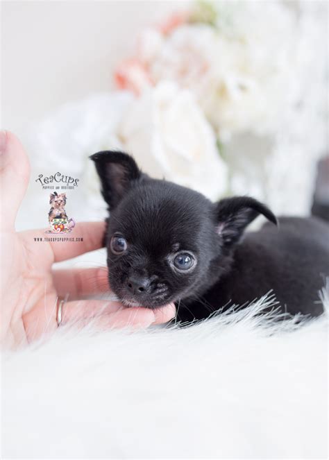 Black Pomeranian Puppies Teacup Puppies And Boutique