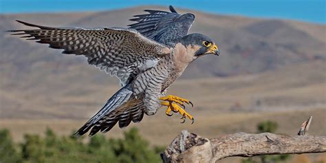 Peregrine Falcon It Is So Well Know For Its Speed As It Is Able To