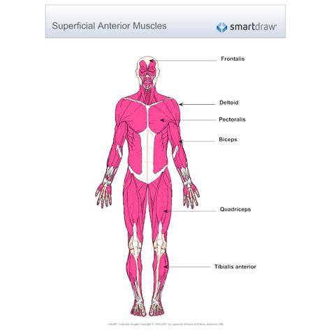 The Muscular System Labeled Human Muscle Anatomy