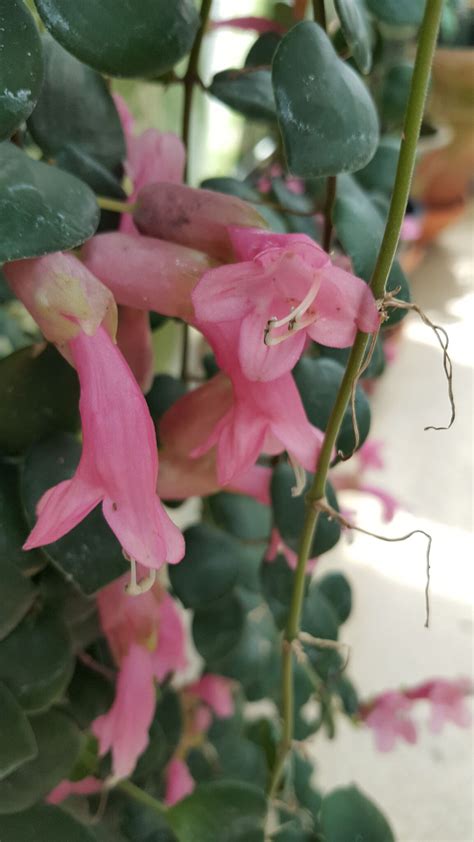 Aeschynanthus Species Thai Pink Gesneriad Reference Web
