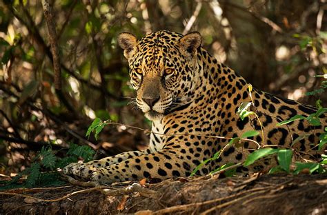 Cats Jaguar Big Cat Wildlife Predator Animal Hd Wallpaper Peakpx