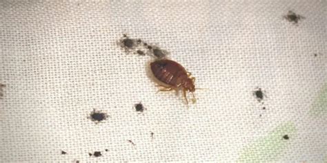 Bed Bug Stains On Sheets 8 Early Signs Of Bed Bugs