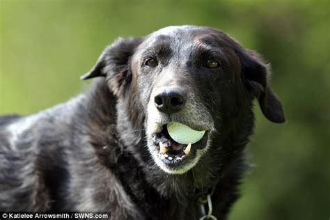 Collie Finds 51000 Golf Balls In 12 Years For Its Owner Daily Mail