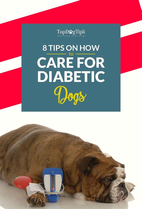 It can also be made at home. 8 Expert Tips on How to Care for A Diabetic Dog