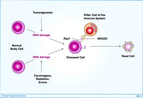 Cell phone insurance programs, home insurance, car insurance. The DNA Damage Response Arouses the Immune System | Cancer ...