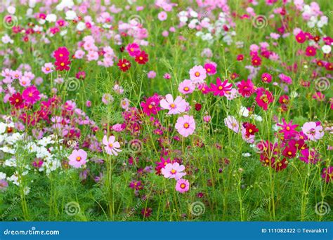 Pink Cosmos Flower Cosmos Bipinnatus Background Stock Photo Image Of